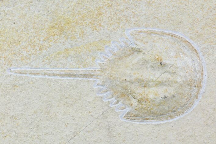 Horseshoe Crab (Mesolimulus) Fossil - Solnhofen Limestone #103607